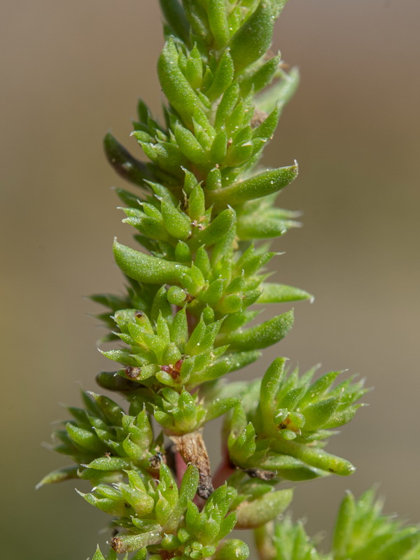 Crassula tillaea.24