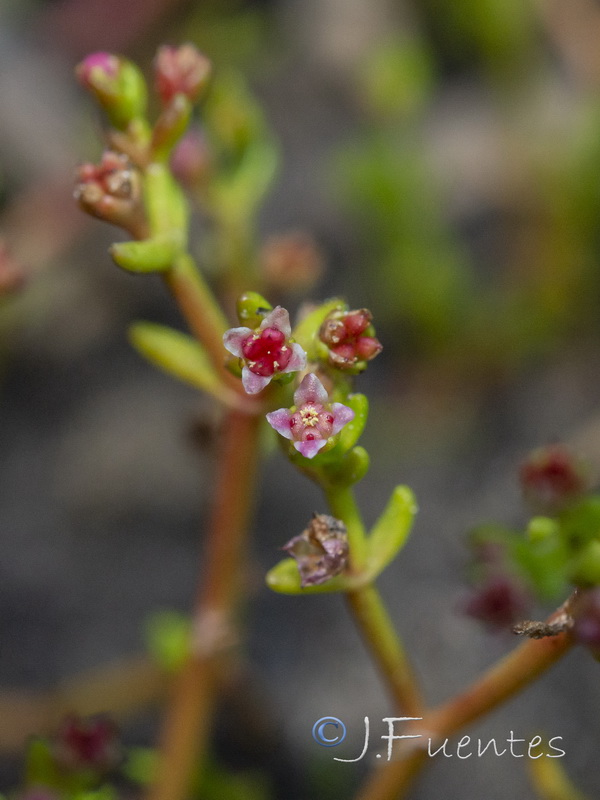 Crassula vaillantii.10