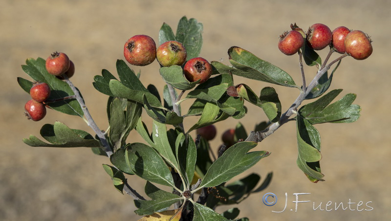 Crataegus azarolus.11