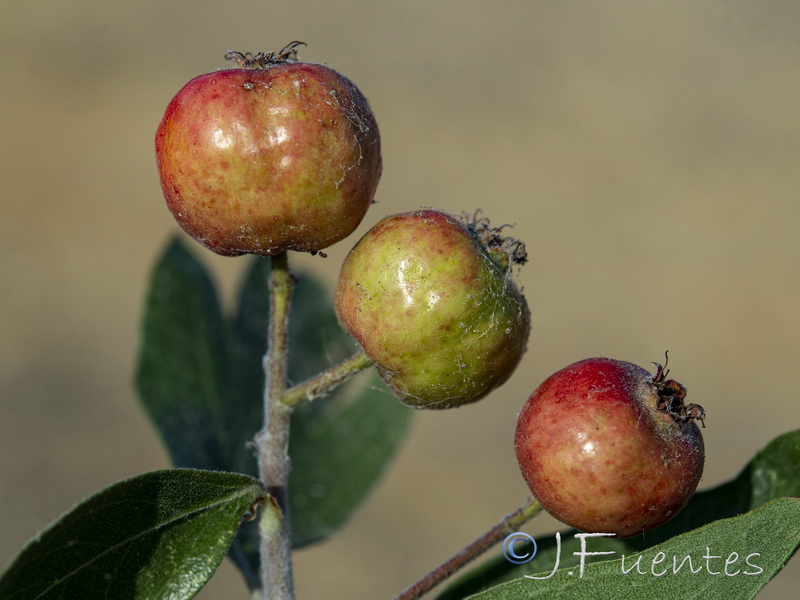 Crataegus azarolus.14