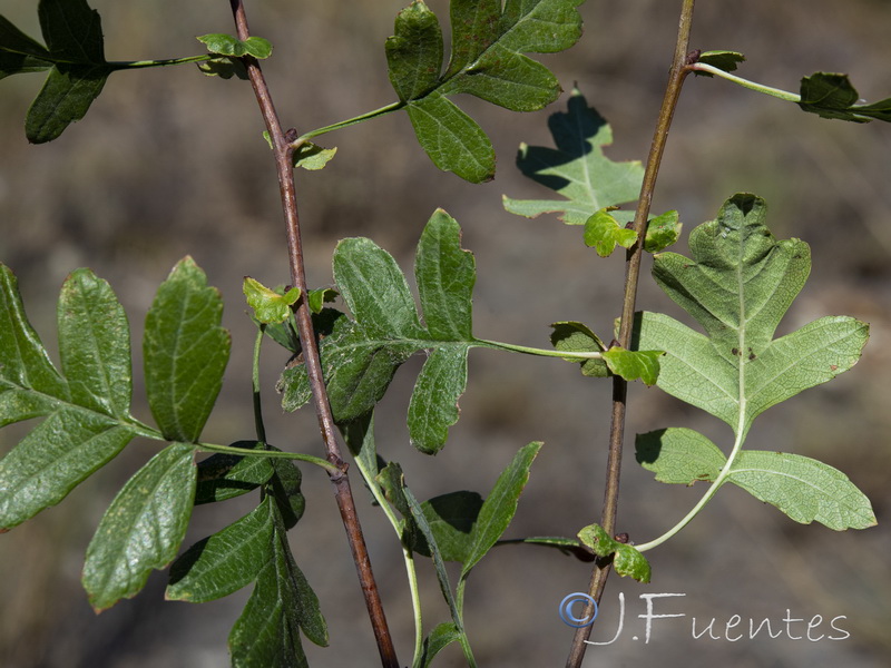 Crataegus granatensis.08