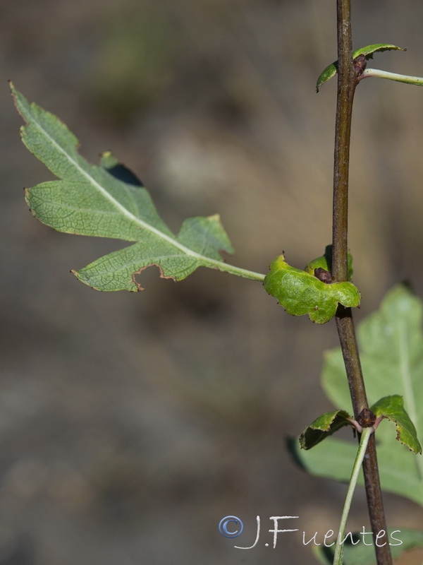 Crataegus granatensis.09