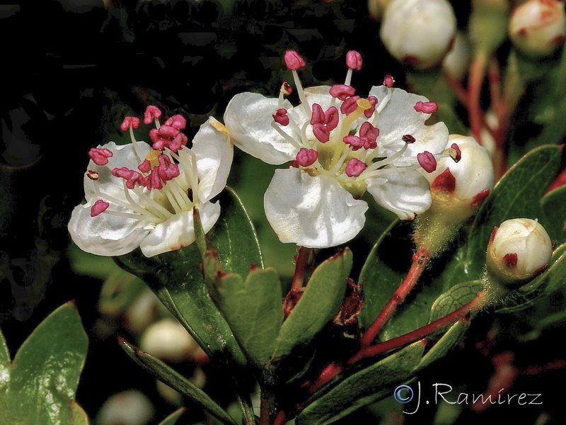 Crataegus granatensis.11