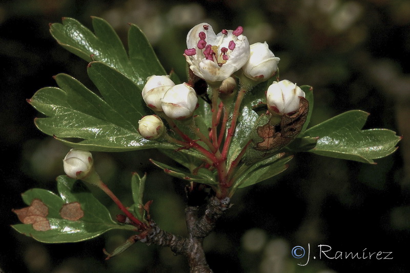 Crataegus granatensis.12