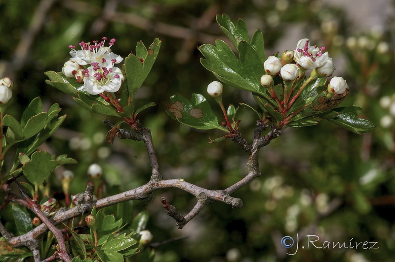 Crataegus granatensis.13