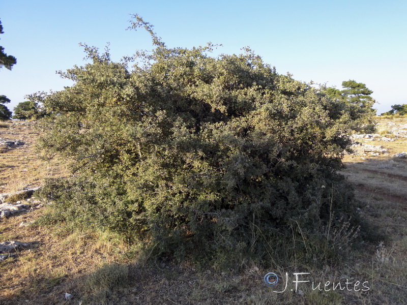 Crataegus laciniata.01