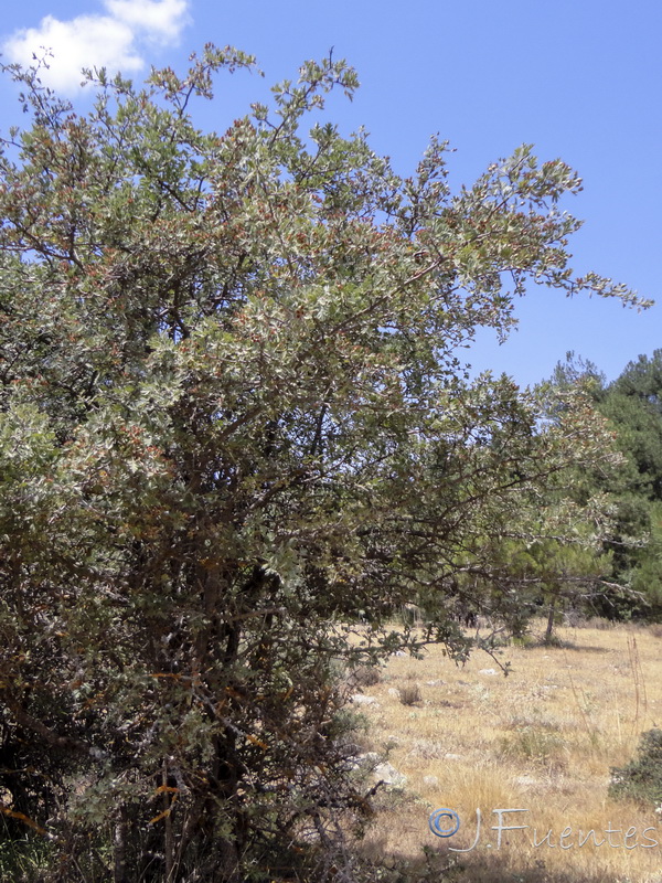 Crataegus laciniata.02