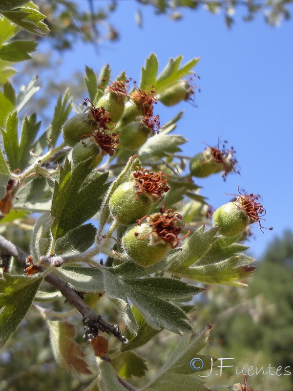 Crataegus laciniata.04