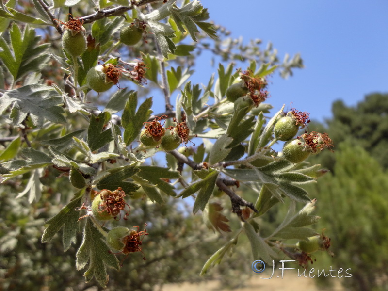 Crataegus laciniata.05