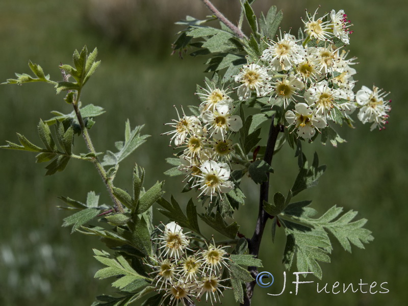 Crataegus laciniata.06