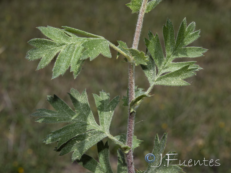 Crataegus laciniata.03