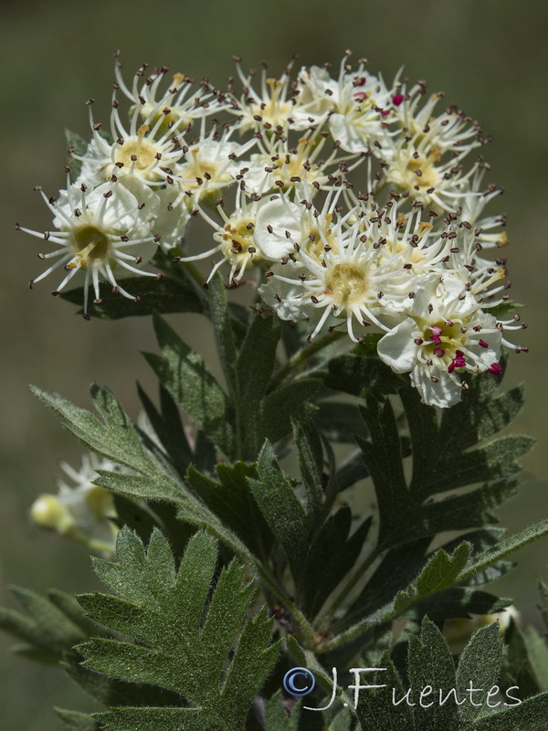 Crataegus laciniata.10