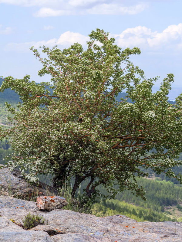 Crataegus monogyna.02