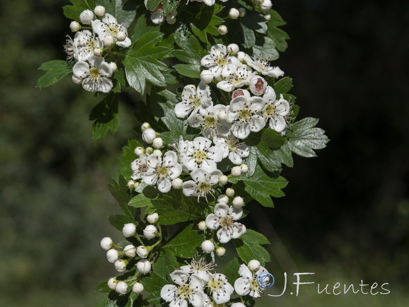 Crataegus monogyna.18