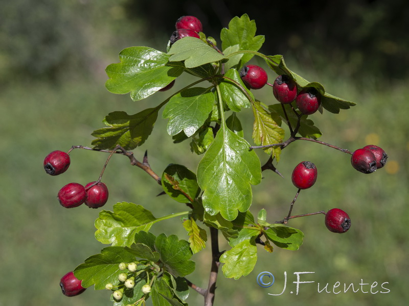 Crataegus monogyna.20