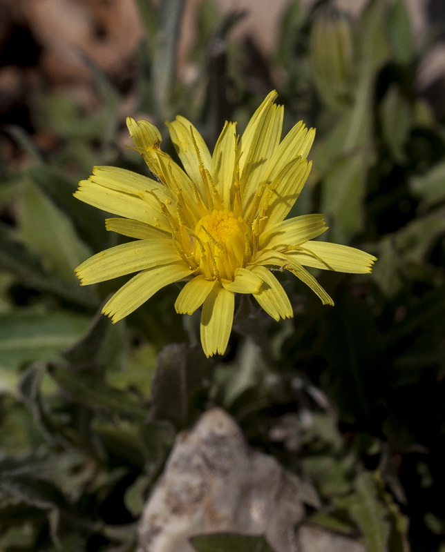 Crepis albida minor.07