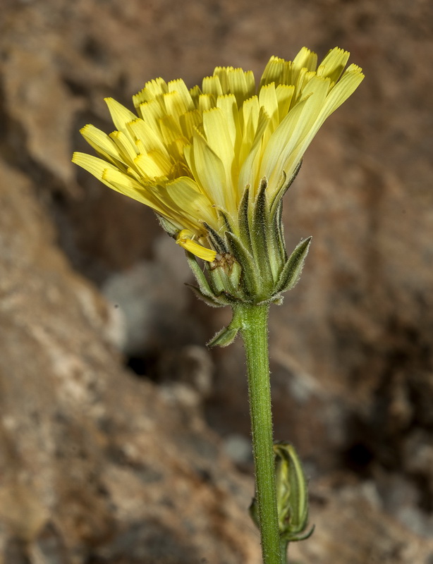 Crepis albida minor.13