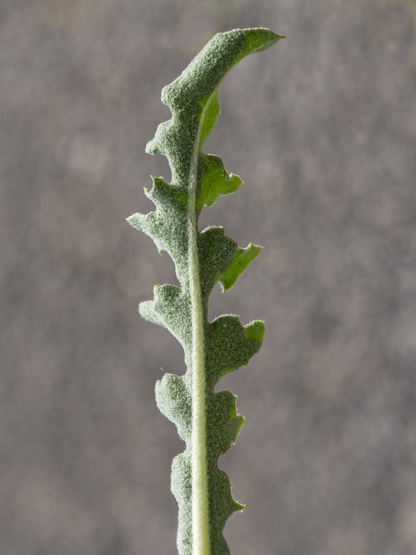 Crepis albida scorzoneroides.04