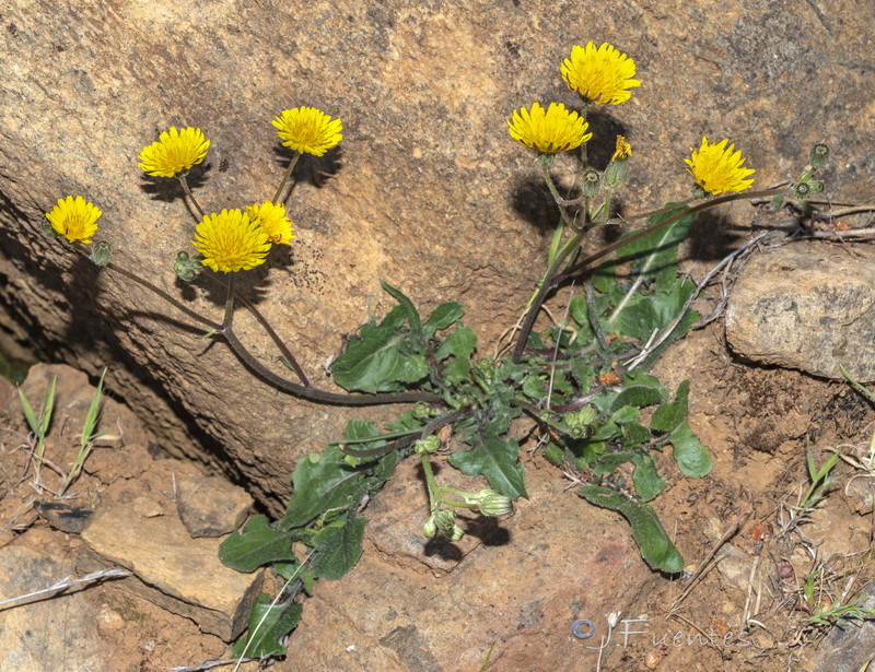 Crepis bermejana.01