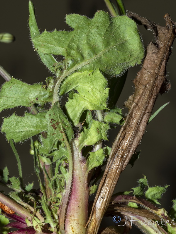 Crepis bermejana.05
