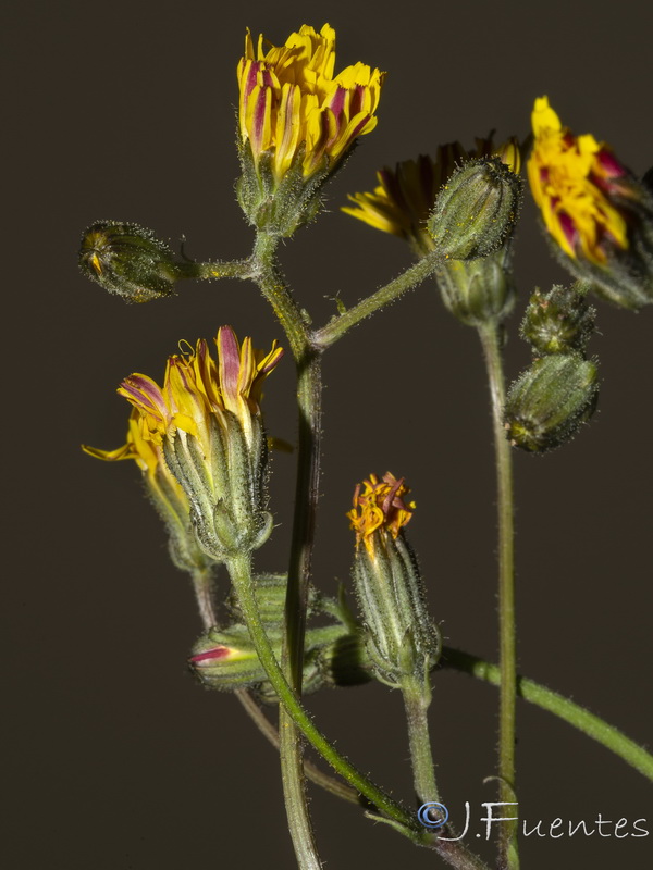 Crepis bermejana.10