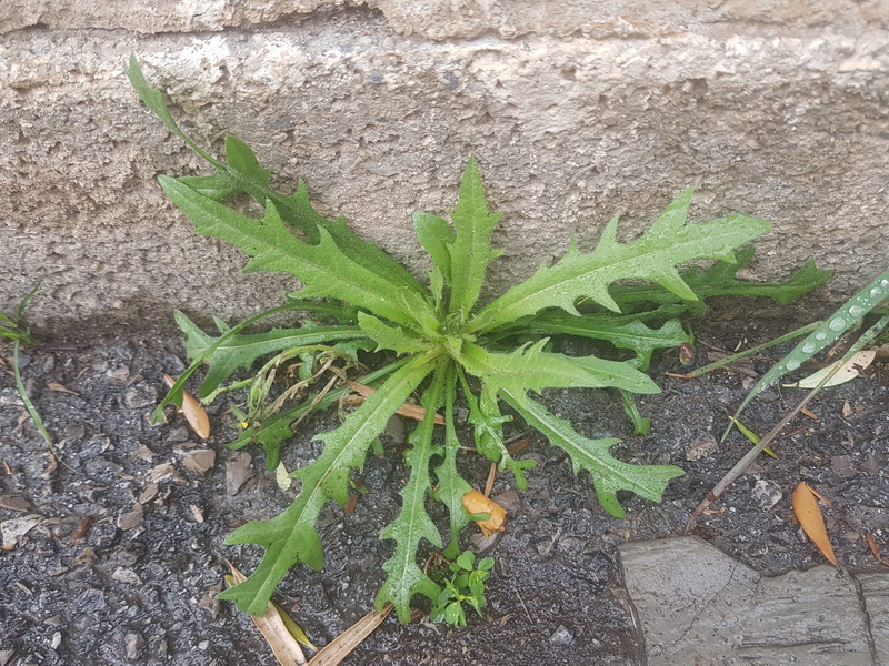 Crepis capillaris.14a