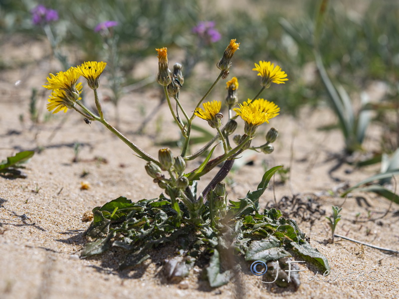 Crepis erythia.02