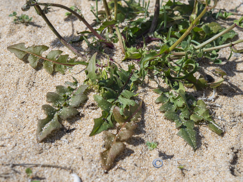 Crepis erythia.03