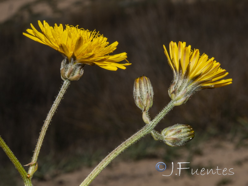 Crepis erythia.07