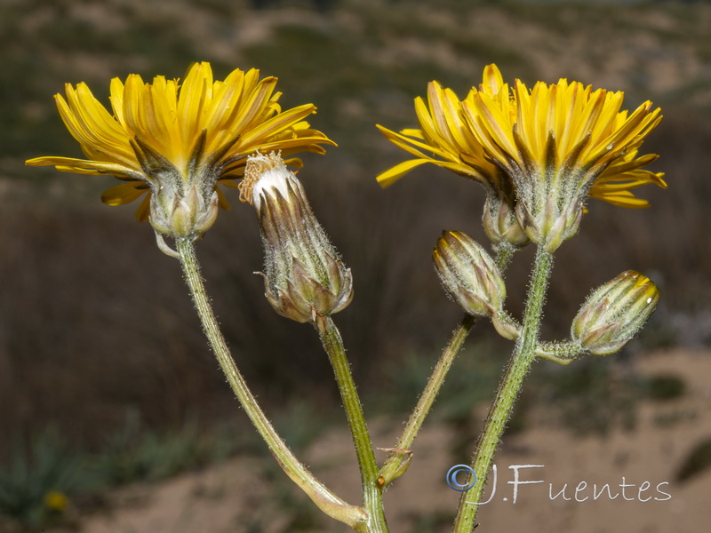 Crepis erythia.08
