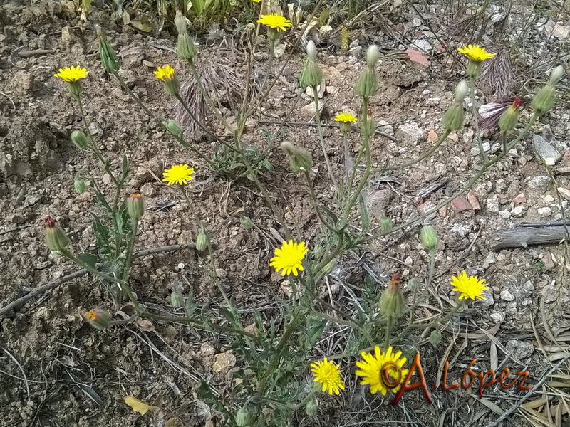 Crepis foetida foetida.01