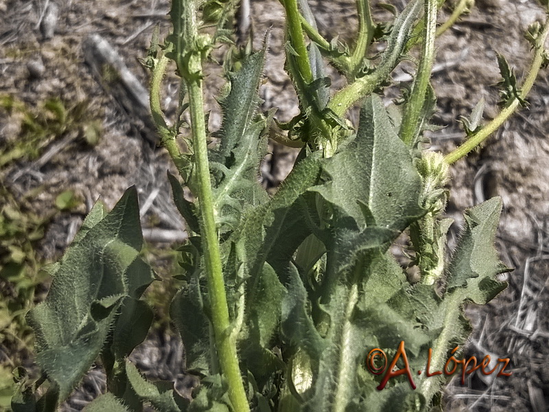 Crepis foetida foetida.02