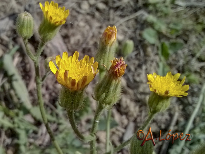 Crepis foetida foetida.04