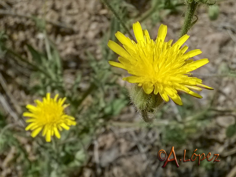 Crepis foetida foetida.05