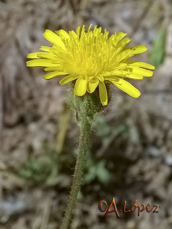 Crepis foetida foetida.06