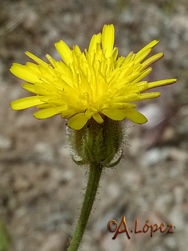 Crepis foetida foetida.07