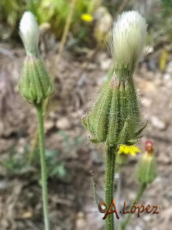 Crepis foetida foetida.12