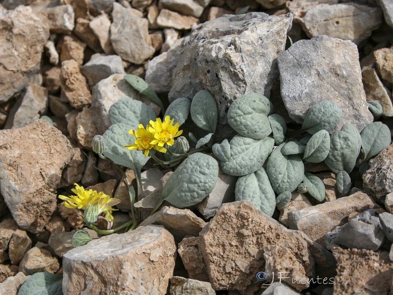 Crepis granatensis.01