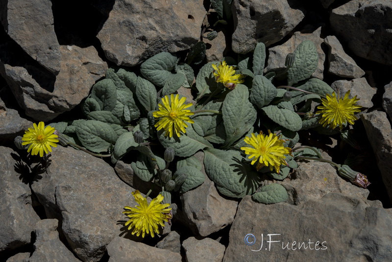 Crepis granatensis.10