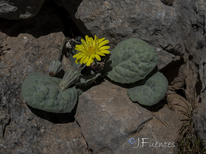 Crepis granatensis.12