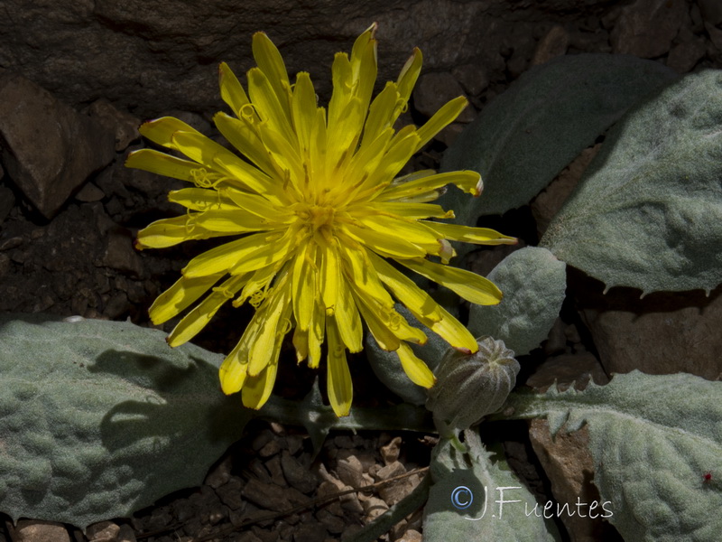 Crepis granatensis.15