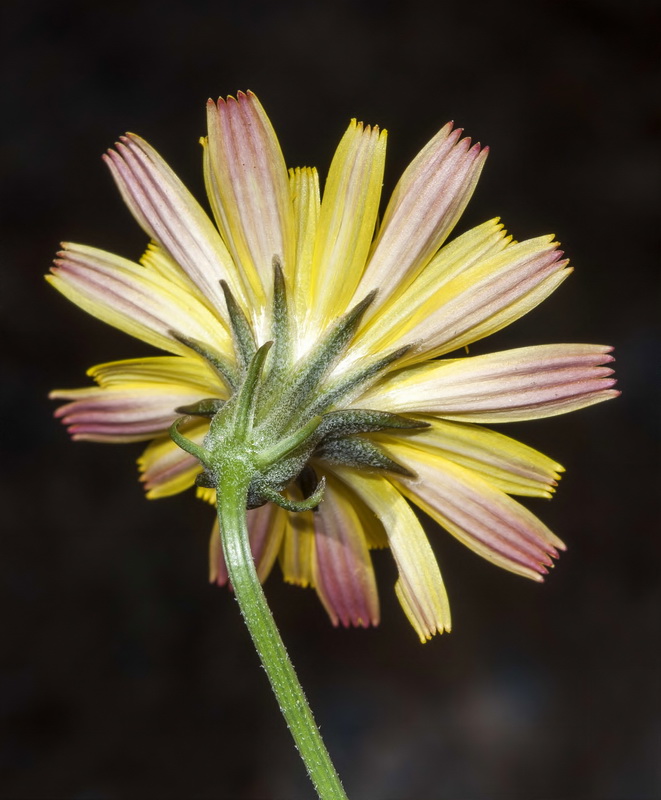 Crepis oporinoides.20