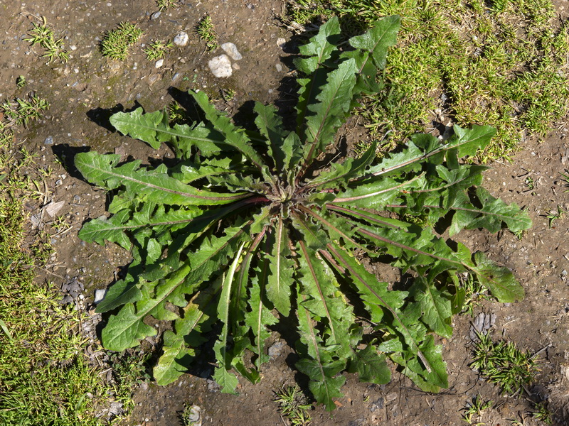 Crepis salzmanii.12