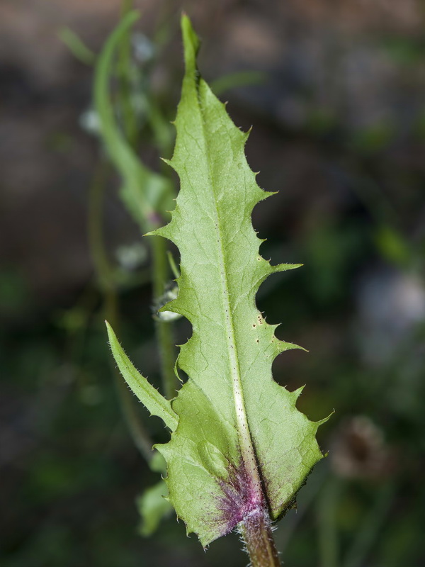Crepis taraxacifolia.04
