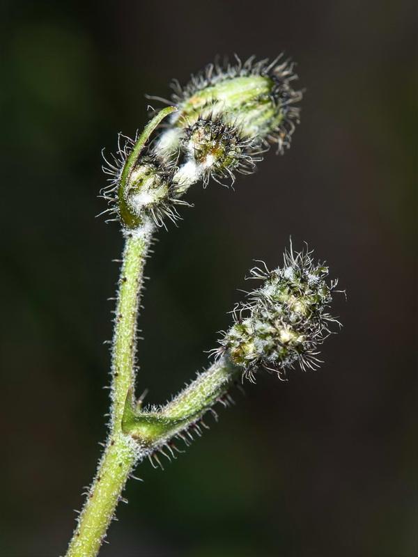 Crepis taraxacifolia.07