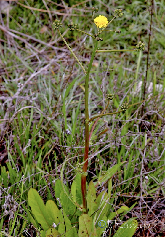Crepis taraxacifolia.11