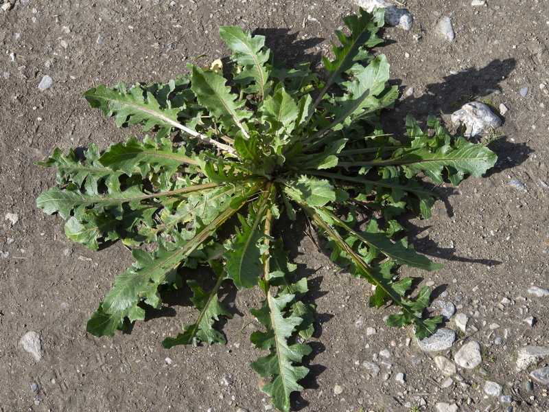 Crepis vesicaria taraxacifolia.11
