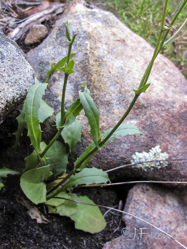 Crepis tingitana.01