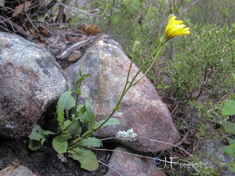 Crepis tingitana.02