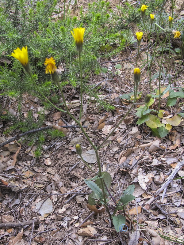 Crepis tingitana.03